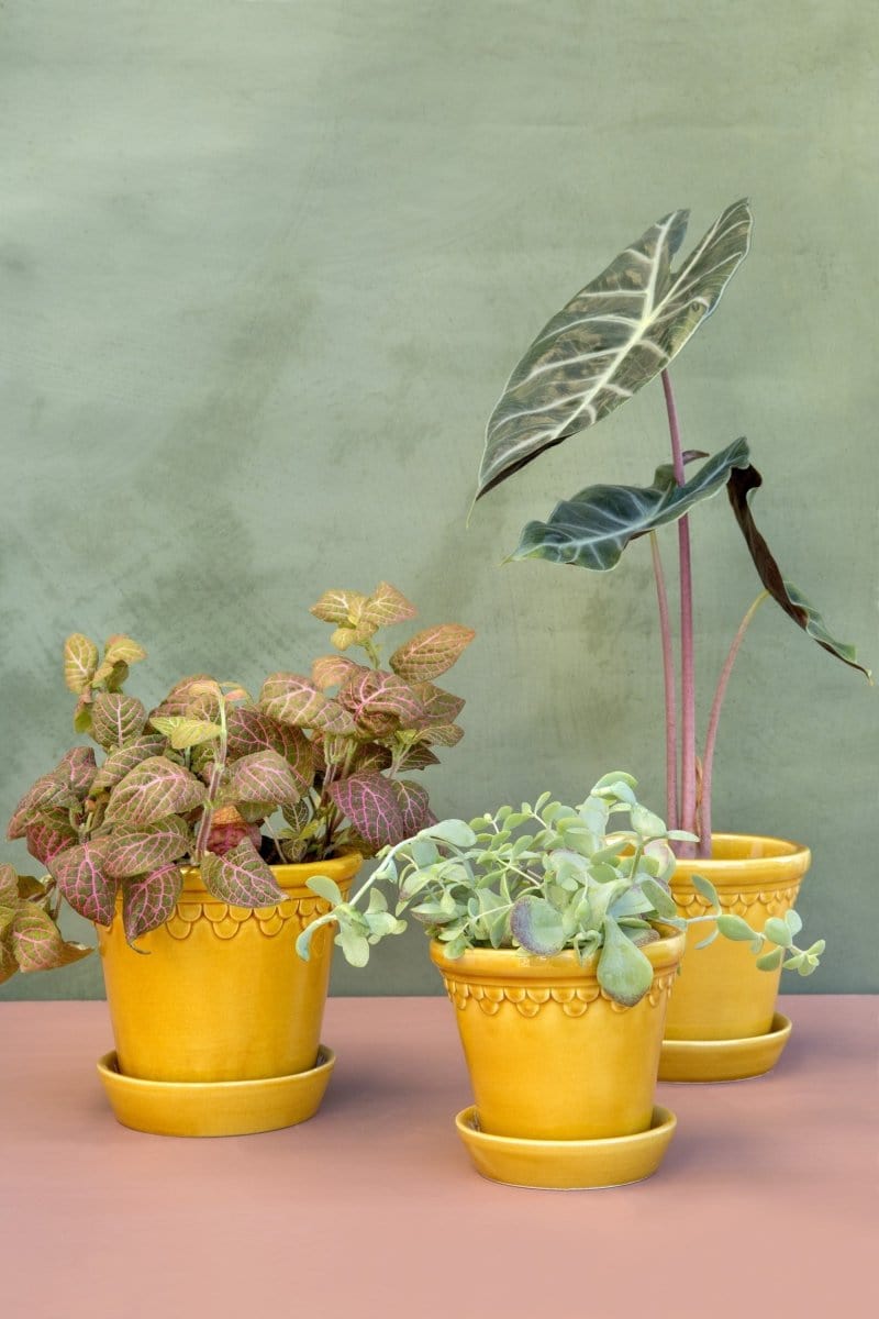 Københavner 'Glazed by Bergs', ravgul - Blomsterverden